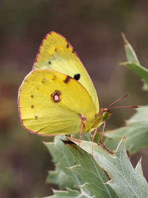 Colias alfacariensis - Википедия картинки