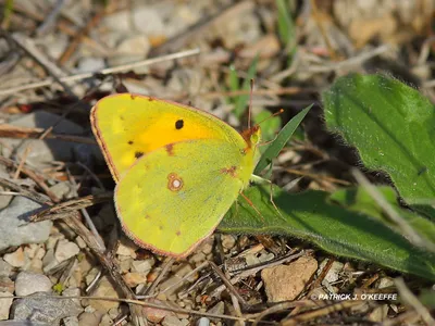 Raw Birds: ОБЛАЧНАЯ ЖЕЛТАЯ БАБОЧКА (Colias croceus) Болото Альбуфера, Майорка, Балеарские острова, Испания картинки