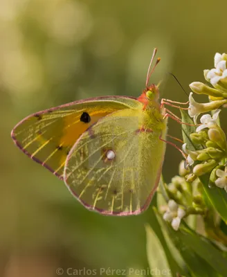 Затуманенная желтая бабочка (Colias croceus) крупным планом — лицензия, загрузка или печать за 6,20 фунтов стерлингов | Фотографии | Пикфер картинки