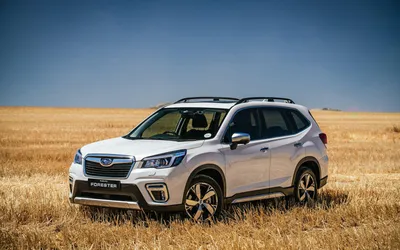 Скачать обои Subaru Forester, offroad, 2019 cars, SUVs, white Forester, japanese cars, 2019 Subaru Forester, new Forester, Subaru для монитора с разрешением 3840x2400. Высококачественные обои HD картинки картинки