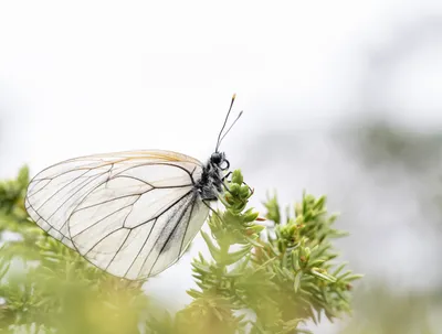 Белый с черными прожилками — Aporia crataegi — Niclas Ahlberg Nature Photography картинки