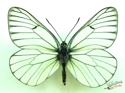 Aporia crataegi Black-Veined White ПОЛЬША - World of Butterflies and Moths картинки
