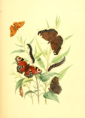 Европейская бабочка-павлин (Aglais io), красавица Камберуэлл (Nymphalis antiopa) картинки