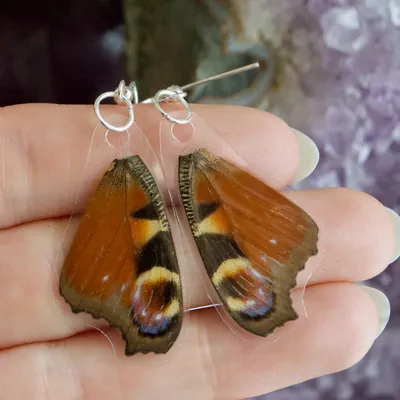 Серьги с передними крыльями бабочки европейского павлина — The Butterfly Babe картинки