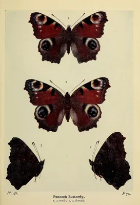 Европейская павлинья бабочка (Aglais io) картинки
