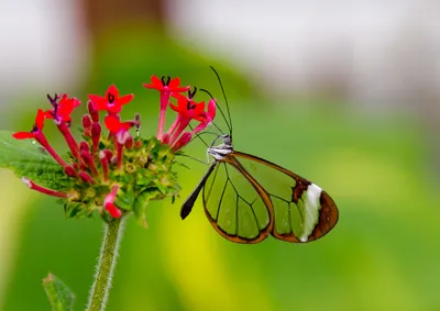 Файл:Greta Oto (Glasswing) Butterfly (6917391571).jpg — Wikimedia Commons картинки