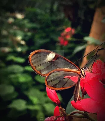 Крупным планом фото редкой бабочки Glasswing на розовом цветке. Сильно виньетировано для контроля фокусировки. - Лицензия, скачать или распечатать за £31.00 | Фотографии | Пикфер картинки