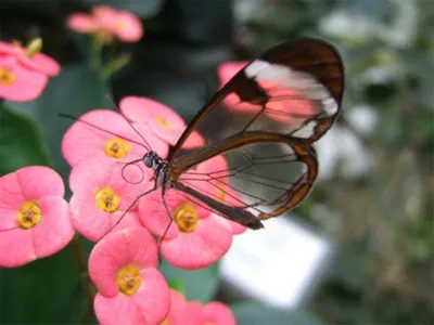 Glasswing, Butterfly, Butterflies Wallpapers HD / Обои для рабочего стола и мобильного телефона картинки