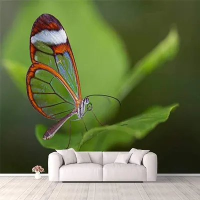 Amazon.com: 3D-обои Glasswing Butterfly Butterfly on Background Stock Pictures, Self Adhesive Bedroom Living Room Dormitory Decor Wall Mural Stick and Peel Background Наклейка на стену, потолок, гардероб: Инструменты & u0026 Домашнее улучшение картинки