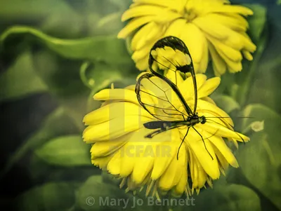 Glasswing Butterfly — Лицензия, скачать или распечатать за £10.00 | Фотографии | Пикфер картинки