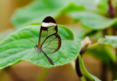 Файл:Greta Oto (Glasswing) Butterfly (6917389109).jpg — Wikimedia Commons картинки