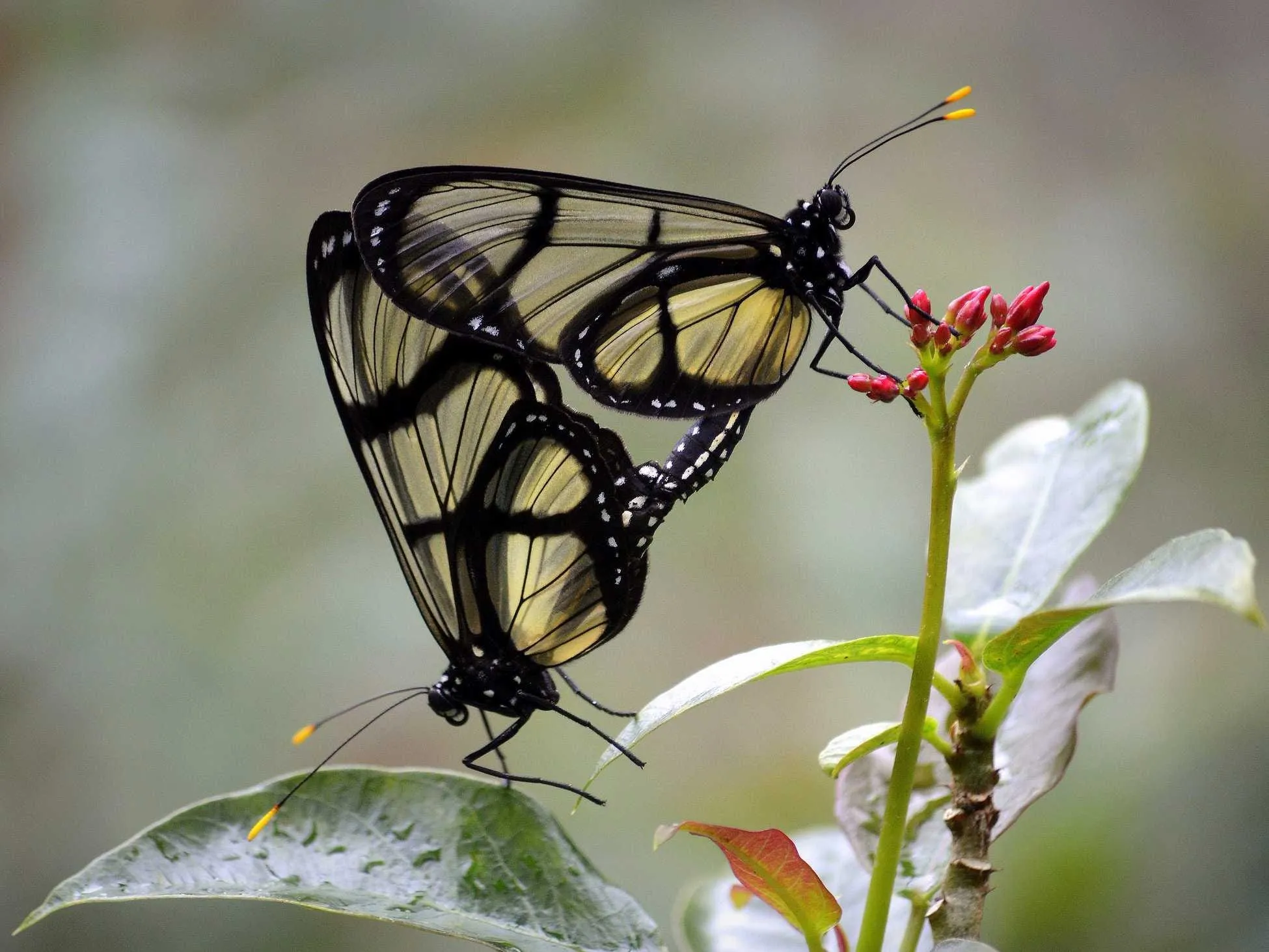 Цветок похож на крылья бабочки. Бабочка стеклянница. Редкие бабочки. Прозрачная бабочка.