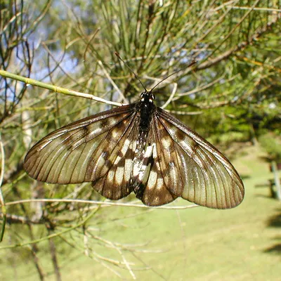 Дни на Claise: австралийская бабочка Glasswing картинки