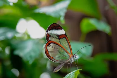 Glasswing Бабочка - Бесплатное фото на Pixabay картинки