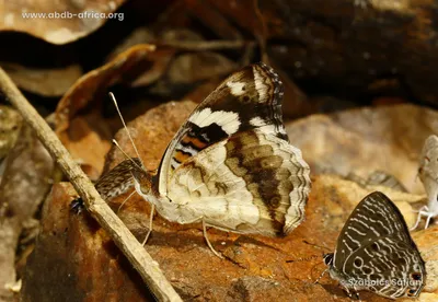 Junonia oenone (Линней, 1758 г.) картинки