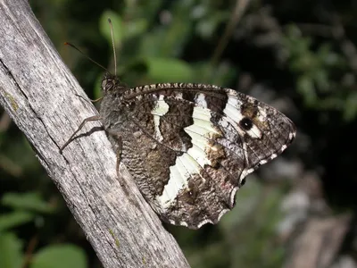 Brintesia circe - Wikiwand картинки