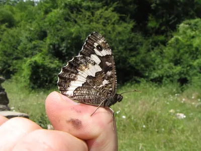 Датотека:Brintesia circe 1.jpg — Википедија картинки