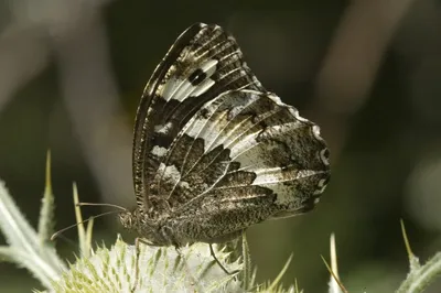 Brintesia circe, Большой полосатый хариус картинки