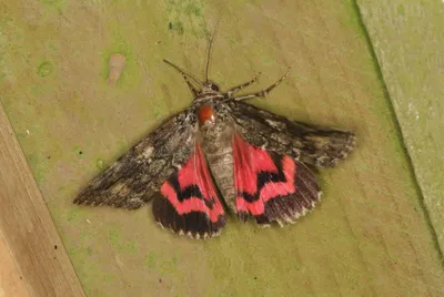 Dark Crimson Underwing (Catocala sponsa) - мотыльки Уэст-Мидлендс - макро- и микробабочки Уэст-Мидлендса. картинки