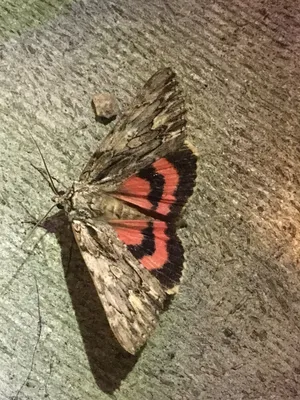 Фотографии алого подкрылка (Catocala coccinata) · iNaturalist картинки