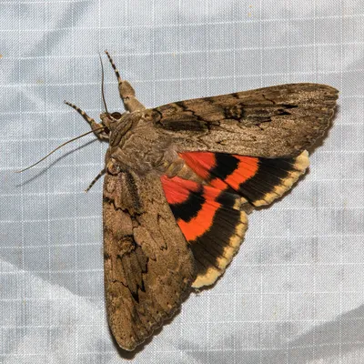 Sweetheart Underwing, Catocala amatrix | Вуди Холлоу BCP, A… | Flickr картинки