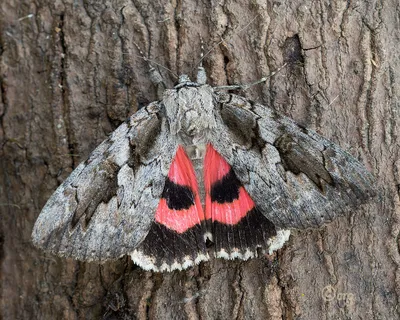 Sweetheart Underwing Catocala amatrix (Hübner, 1809-13) | Бабочки и мотыльки Северной Америки картинки