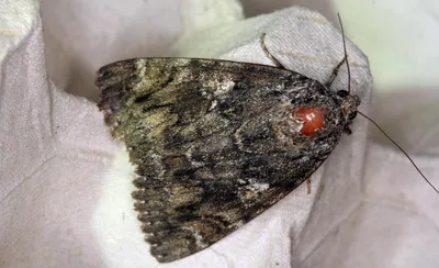 Dark Crimson Underwing (Catocala sponsa) - мотыльки Уэст-Мидлендс - макро- и микробабочки Уэст-Мидлендса. картинки