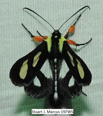 Восьмипятнистая лесница Alypia octomaculata (Fabricius, 1775) | Бабочки и мотыльки Северной Америки картинки