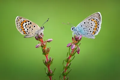 Голубые бабочки с серебряными шипами — ограниченная серия — Syed Wildlife Photography картинки