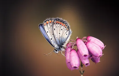 Обои бабочка, арт, цветочек, monteillard damien, Silver-studded Blue Butterfly картинки на рабочий стол, раздел рендеринг - скачать картинки