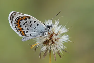 Heideblauwtje, blauwtje, plebejus argus, синий с серебряными шипами, синий с серебряными шипами, фото синий с серебряными шипами, синий, фото, фото бабочки, heideblauwtje, foto heideblauwtje, heideblauwtjes, fotos heideblauwtje, foto's heideblauwjte, vlinderfoto ... картинки