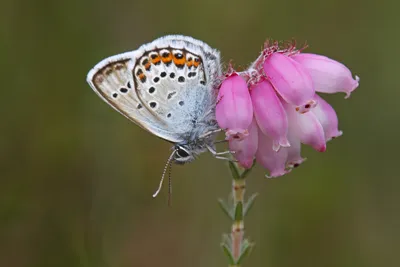 Heideblauwtje, blauwtje, plebejus argus, синий с серебряными шипами, синий с серебряными шипами, фото синий с серебряными шипами, синий, фото, фото бабочки, heideblauwtje, foto heideblauwtje, heideblauwtjes, fotos heideblauwtje, foto's heideblauwjte, vlinderfoto ... картинки