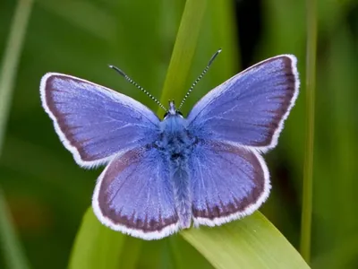 Синий с серебряными заклепками: Plebejus argus | Обыкновенная голубая бабочка, Сохранение бабочки, Маленькая татуировка бабочки картинки