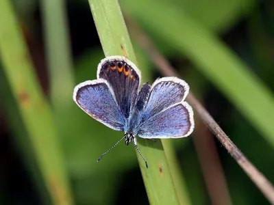 UK Butterflies - Аберрации картинки