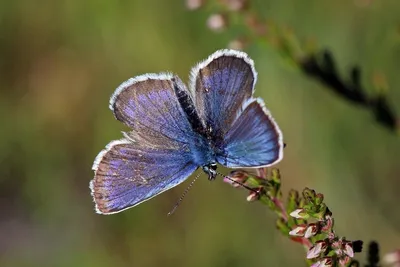 Файл:Голубой с серебристыми заклепками (Plebeius argus) самец.jpg — Wikimedia Commons картинки