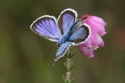 Heideblauwtje, blauwtje, plebejus argus, синий с серебряными шипами, синий с серебряными шипами, фото синий с серебряными шипами, синий, фото, фото бабочки, heideblauwtje, foto heideblauwtje, heideblauwtjes, fotos heideblauwtje, foto's heideblauwjte, vlinderfoto ... картинки