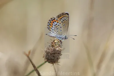 Plebejus argus голубая бабочка с серебристыми шипами, самка крупным планом - Лицензия, скачать или распечатать за £8,68 | Фотографии | Пикфер картинки