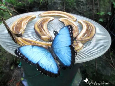 Жизненный цикл бабочки Blue Morpho » вики полезно Бабочка Леди картинки