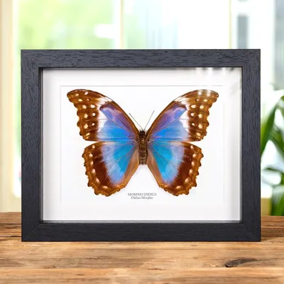 Самка гигантской голубой бабочки морфо в рамке коробки (Morpho didius) картинки