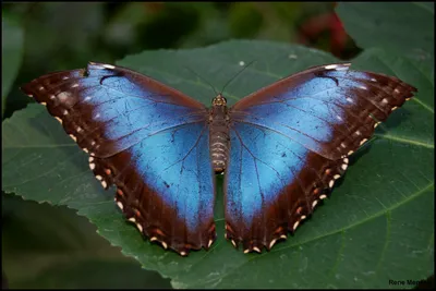 Файл:Голубая бабочка Морфо (Morpho peleides) с раскрытыми крыльями.jpg — Wikimedia Commons картинки