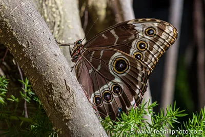 На продажу - Fine Art Photo - Бабочка Blue morpho (Morpho peleides) - Federal Hill Photography, LLC картинки