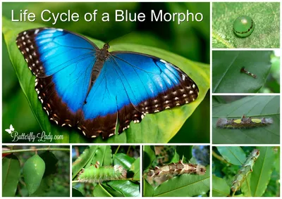 Жизненный цикл бабочки Blue Morpho » вики полезно Бабочка Леди картинки