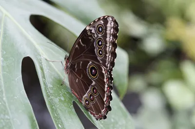 Blue morpho,бабочка,тропический лес,morpho peleides,близко скачать бесплатно - от freeIMG.ru картинки