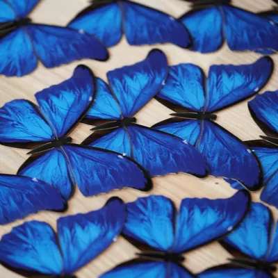 Blue Morpho Butterfly Multi-Pack - Moth & Myth картинки