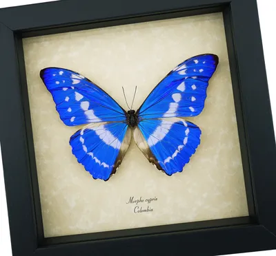 Morpho cypris - Blue Morpho Butterfly - настоящая бабочка в рамке картинки