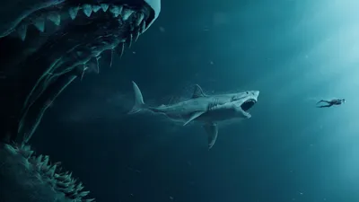 Shark 4K Wallpapers - Лучшие бесплатные обои Shark 4K картинки