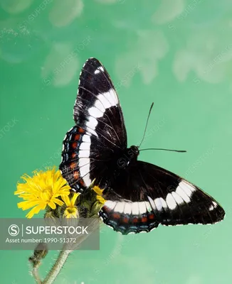 Бабочка белый адмирал, Basilarchia arthemis - SuperStock картинки