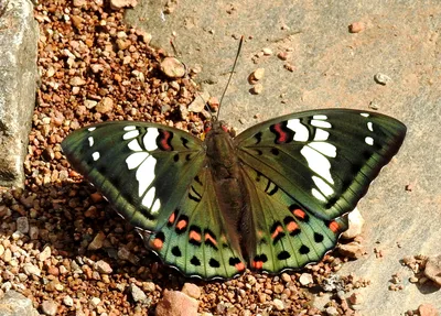 Файл:Gaudy Baron Euthalia lubentina Female UP by Dr. Raju Kasambe DSCN4143 (8).jpg — Wikimedia Commons картинки