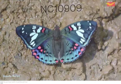 Открытка India Gaudy Baron Butterfly с изображением бабочки, выпущенная почтовым отделением Индии — NC10909 картинки