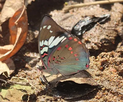 Годи Барон (Eutalia lubentina) · iNaturalist NZ картинки